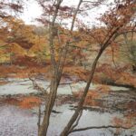神戸森林植物園　長谷池