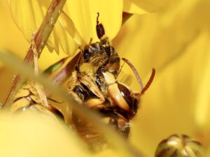 ミツバチを襲うスズメバチ